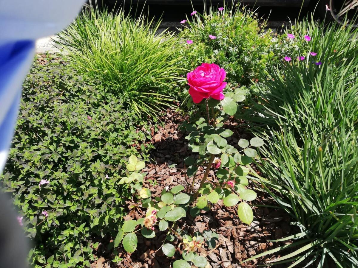 Albergue Camino Real 시게이로 외부 사진
